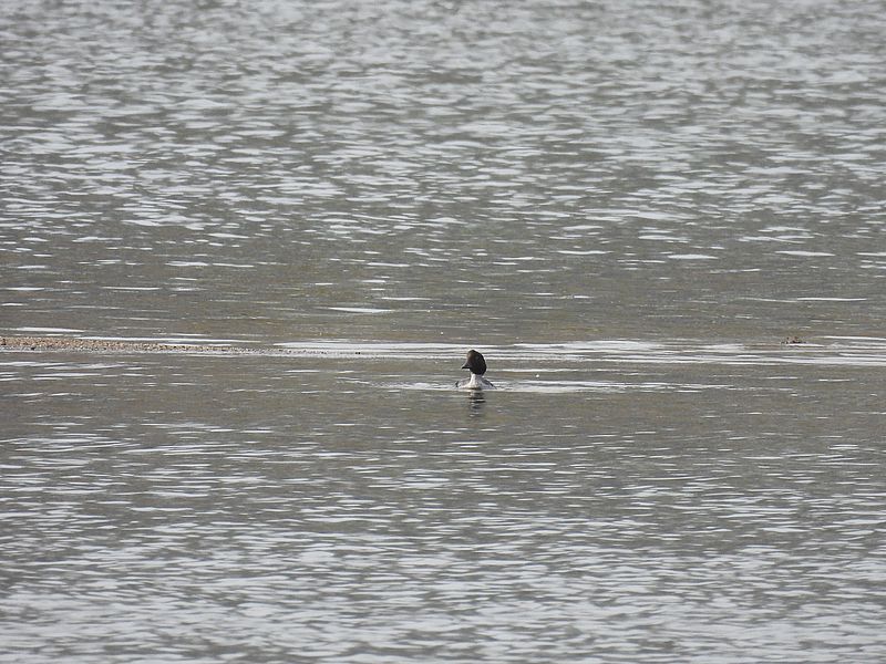 カワアイサちゃん