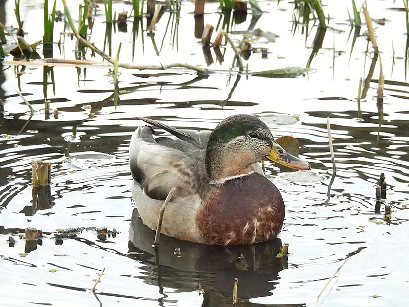 マルガモちゃん