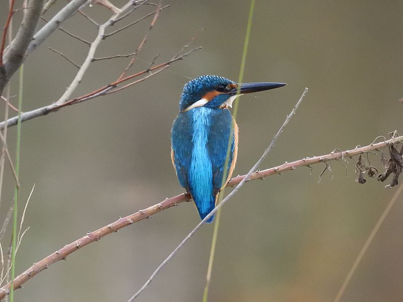 カワセミちゃん
