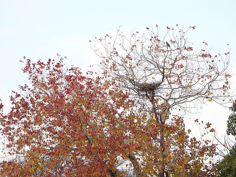 アオサギ先生の巣