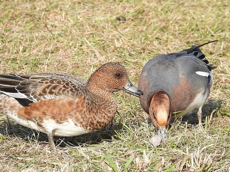 ぴゆちゃんご夫妻
