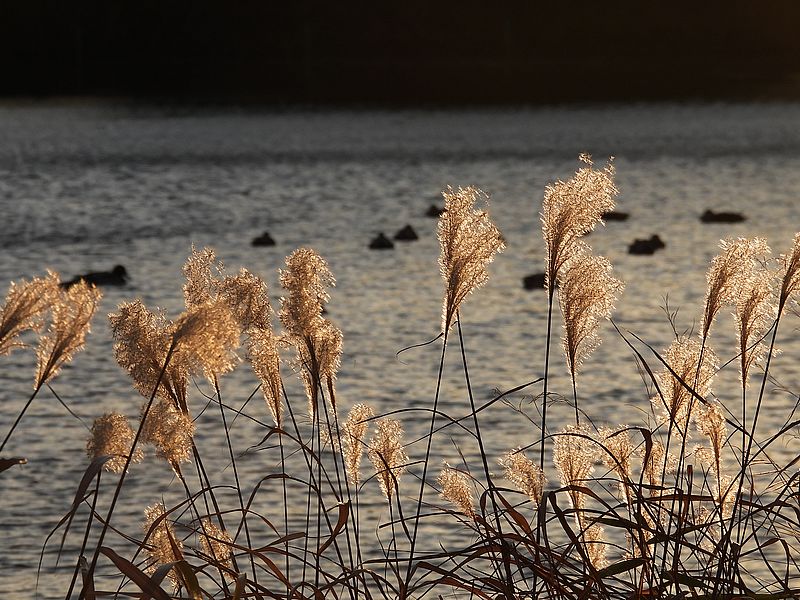 カルガモちゃん