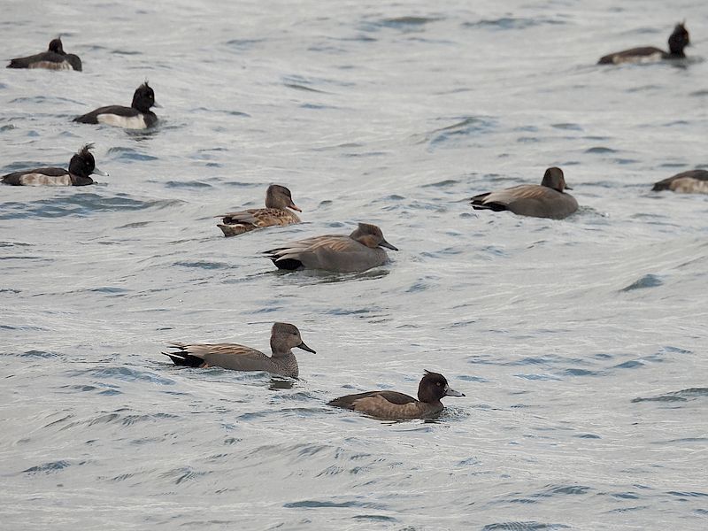 キンクロさんとオカヨシさん