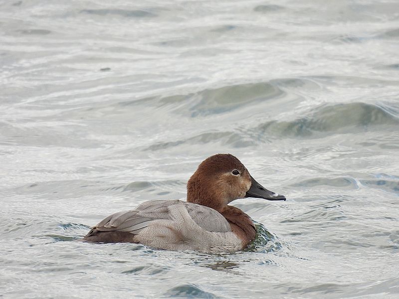 ホシハジロの姫