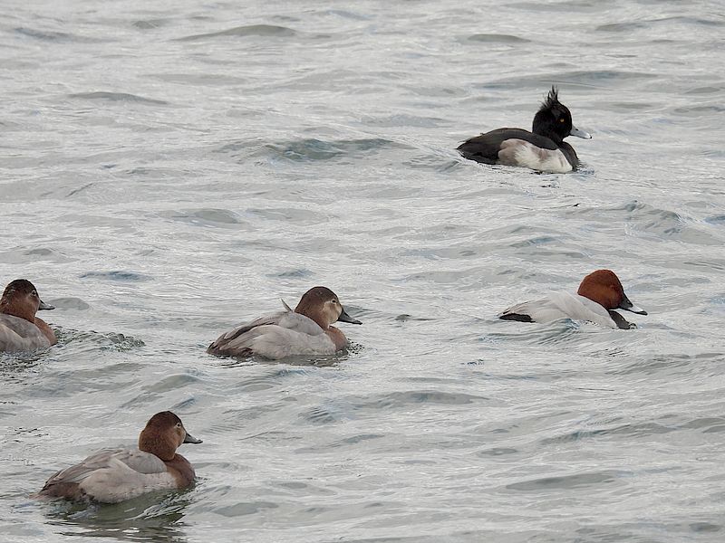 キンクロさんとホシハジロちゃん