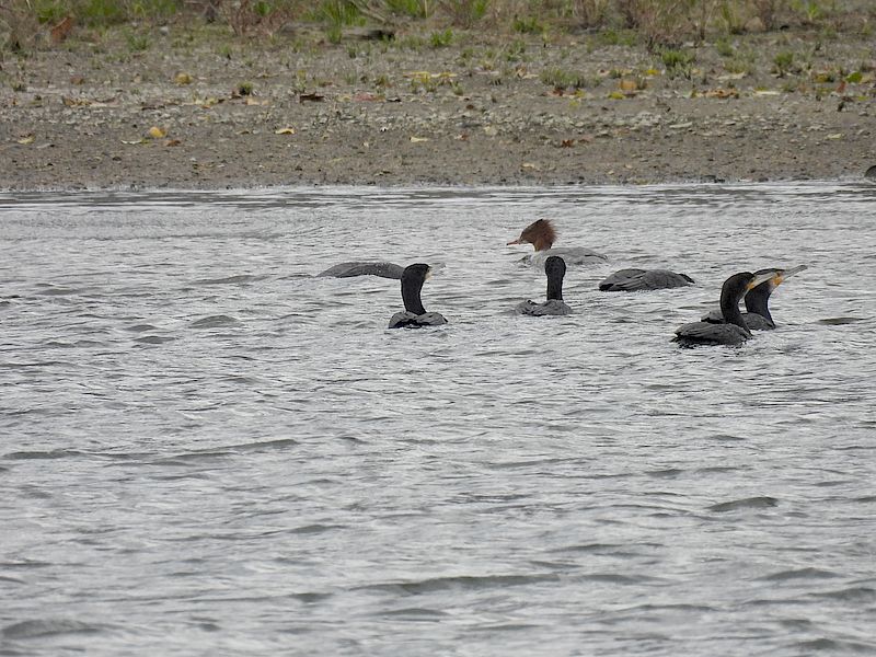 カワウちゃんとカワアイサちゃん