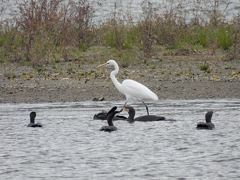 カワウちゃんとチュウダイサギちゃん