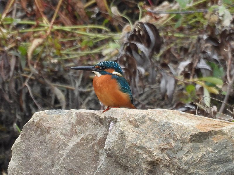 カワセミちゃん