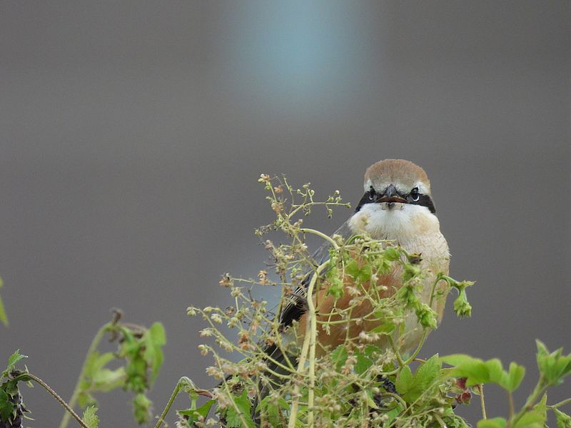 ラブリーソルジャーモズちゃん