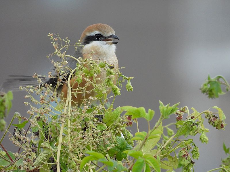 ラブリーソルジャーモズちゃん