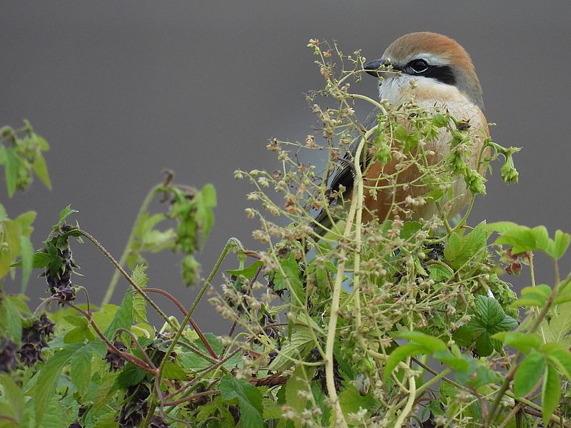 ラブリーソルジャーモズちゃん