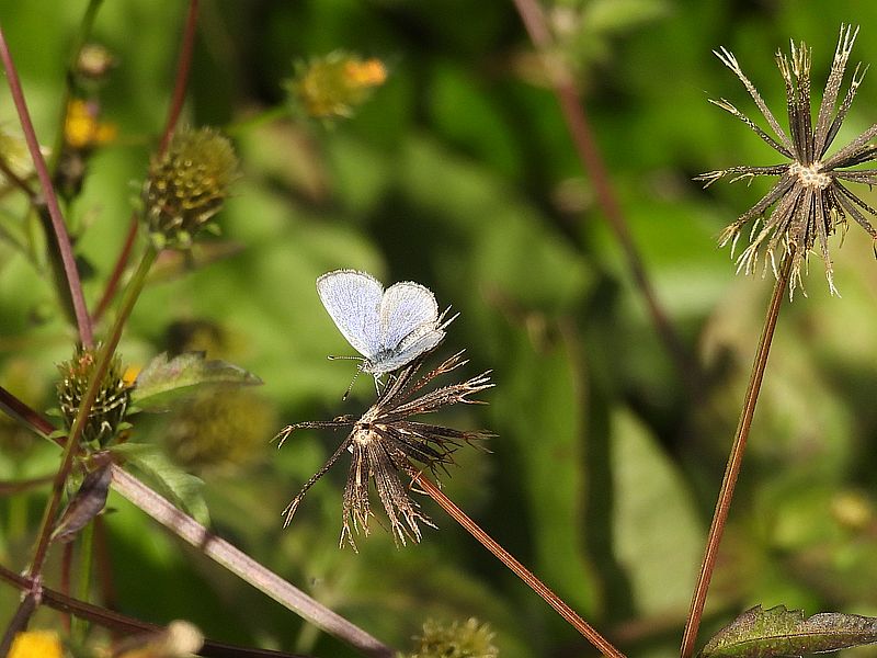 ヤマトシジミちゃん