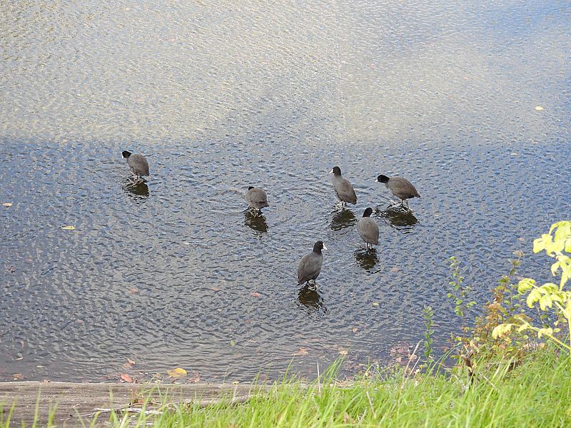 オオバンちゃん