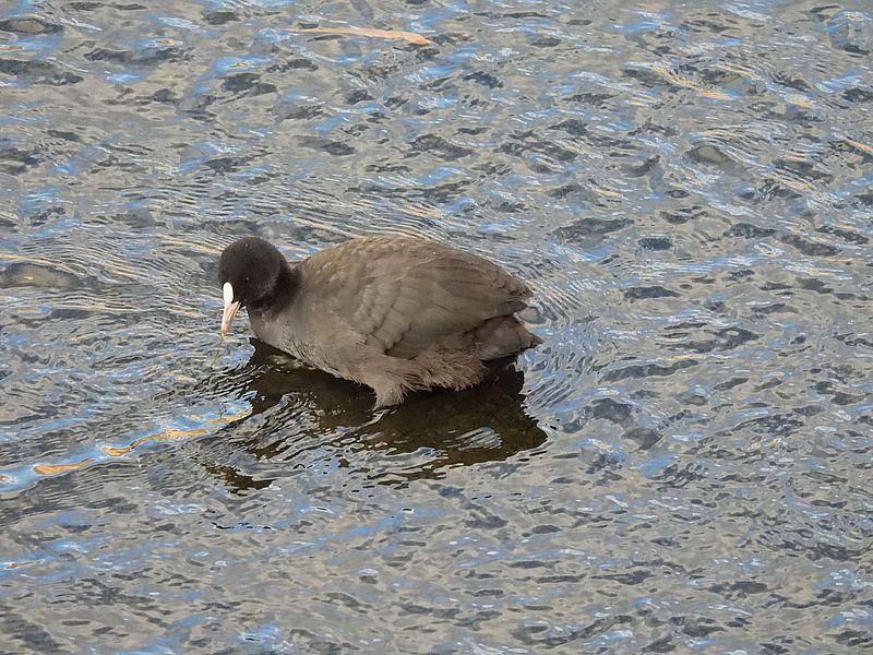 オオバンちゃん