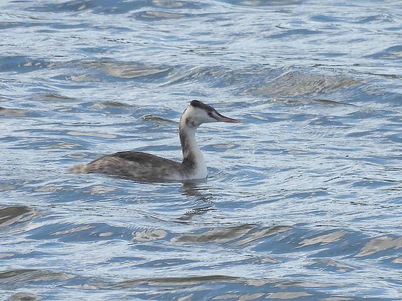 カンムリカイツブリちゃん