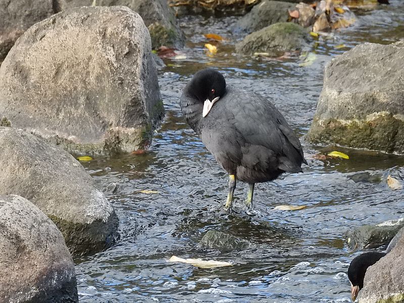 オオバンちゃん