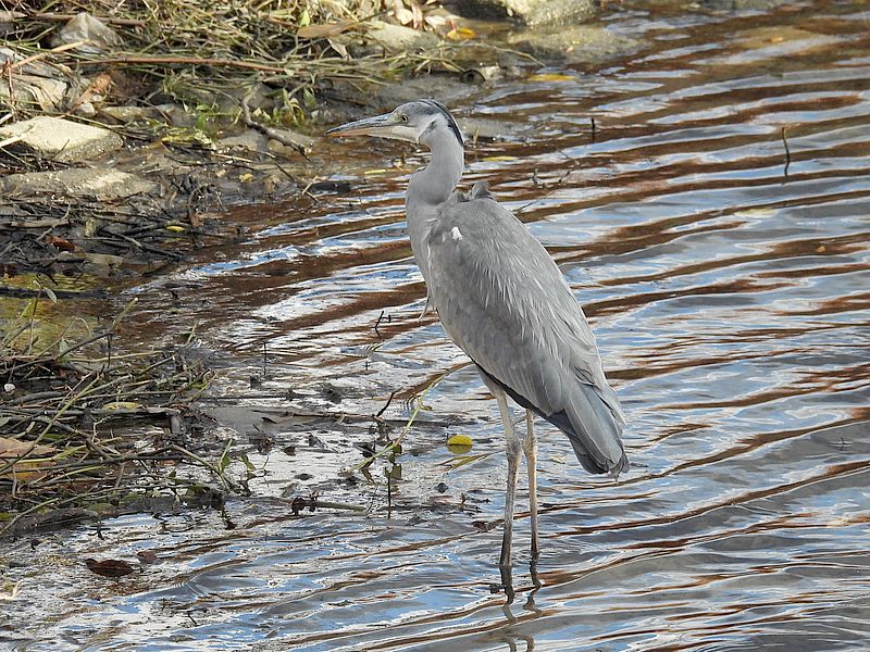アオサギ若先生