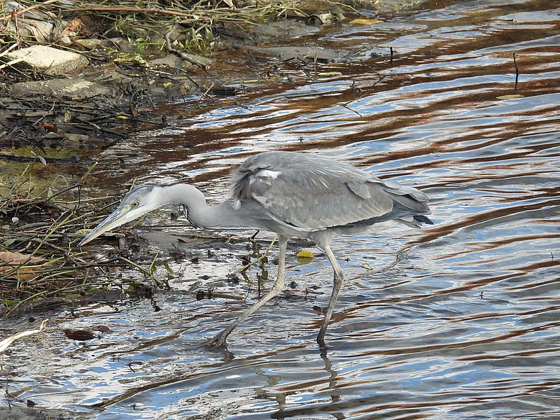 アオサギ若先生