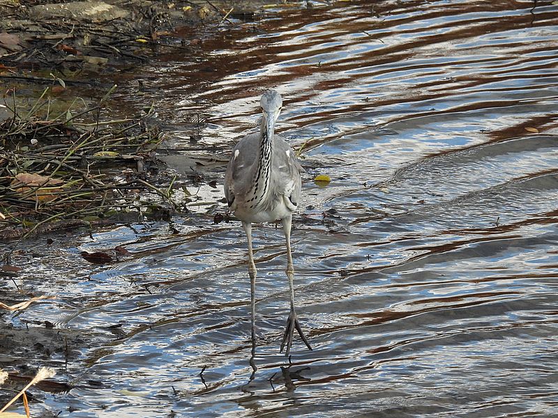 アオサギ若先生