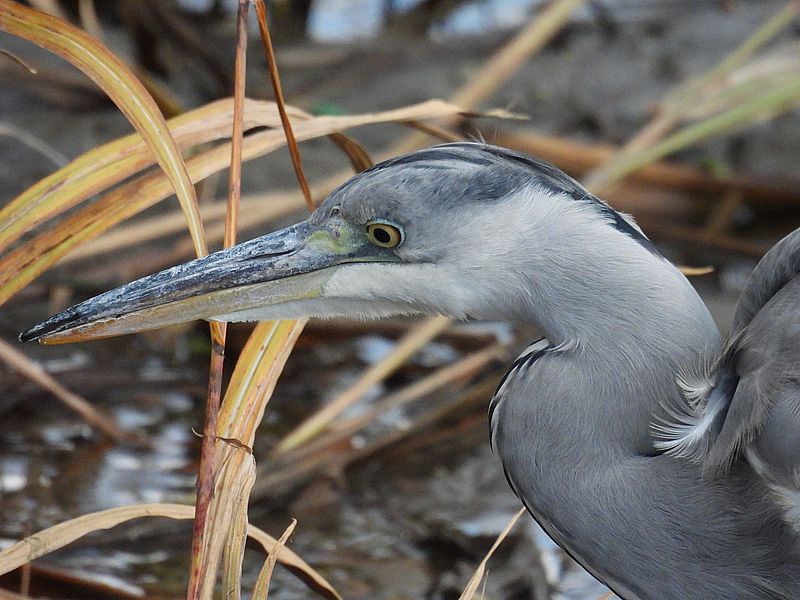 アオサギ若先生