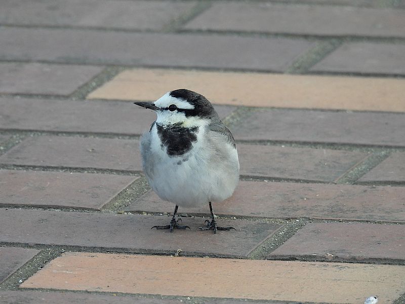 ハクセキレイちゃん