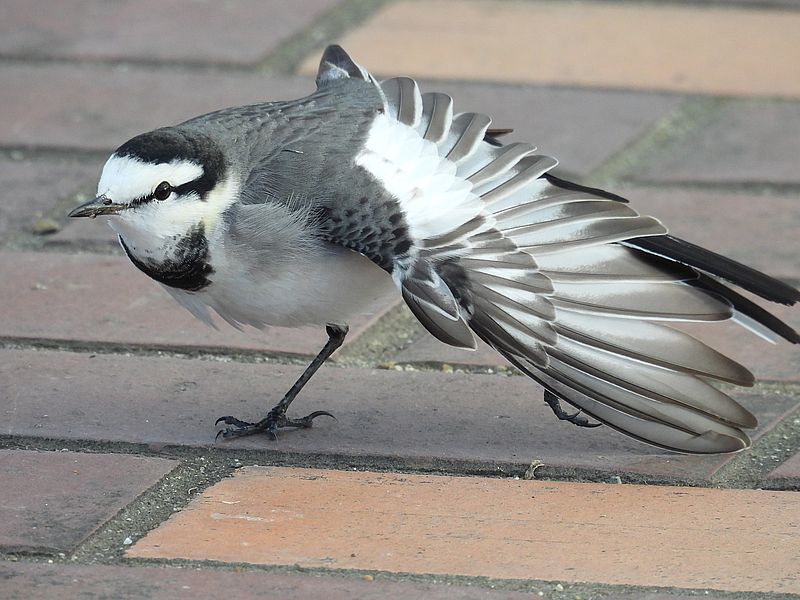 ハクセキレイちゃん