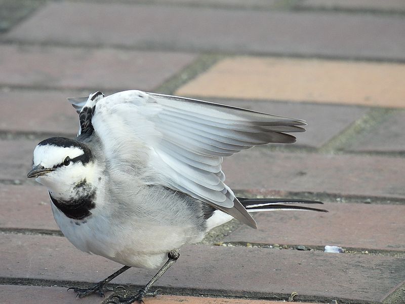 ハクセキレイちゃん