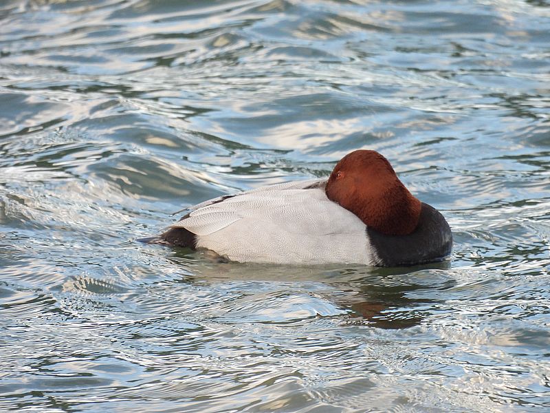 ホシハジロちゃん