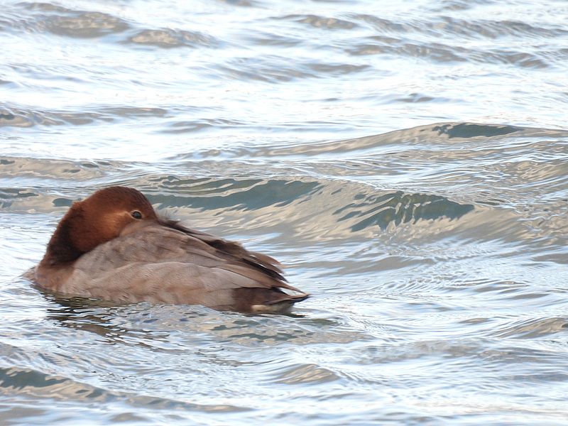 ホシハジロの姫