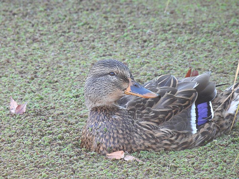 マルガモちゃん