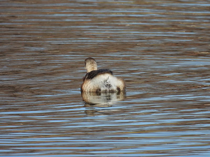 カイツブリちゃん