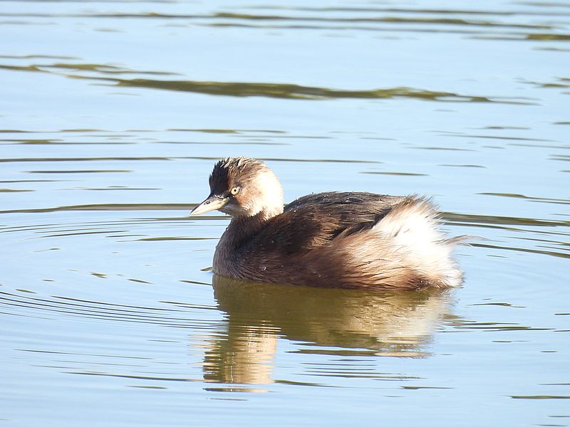 カイツブリちゃん