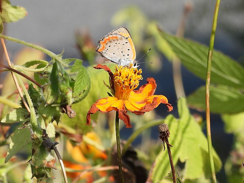 ベニシジミちゃん