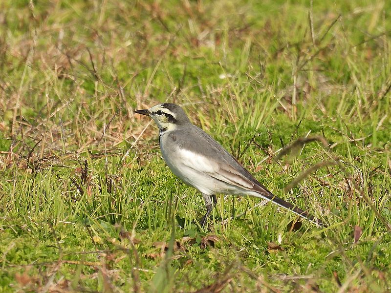 ハクセキレイちゃん