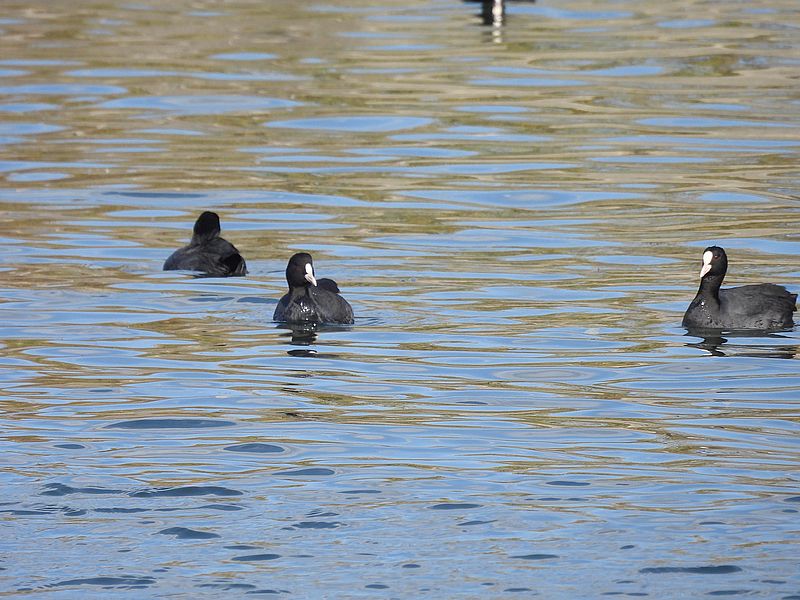 オオバンちゃん