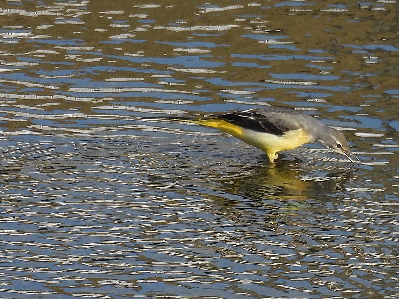 キセキレイちゃん