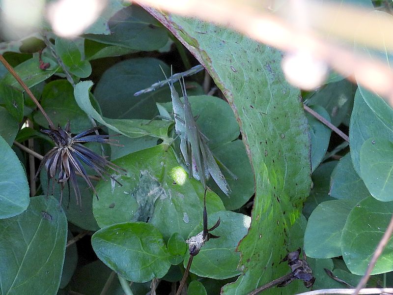 オンブバッタちゃん