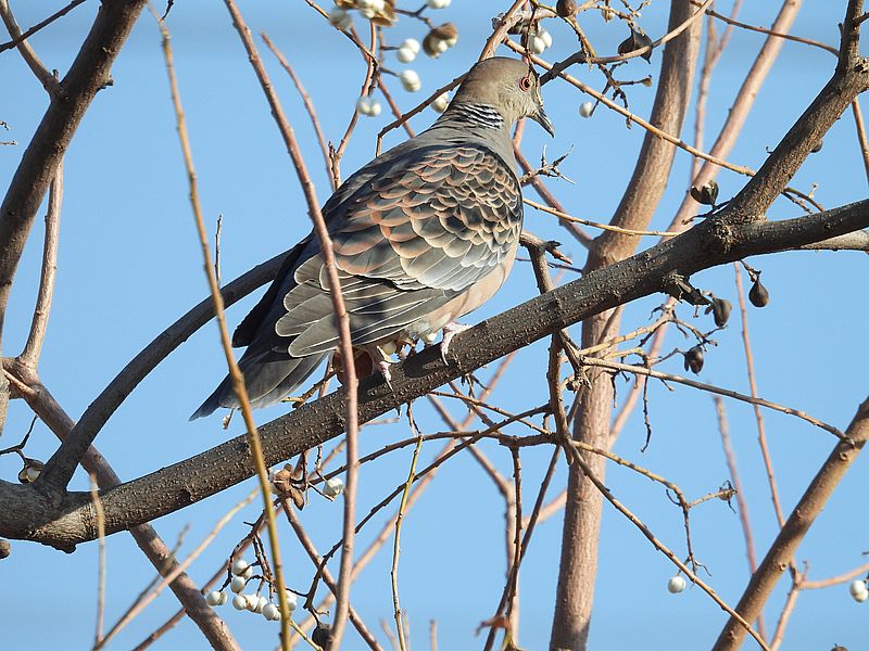 キジバトちゃん