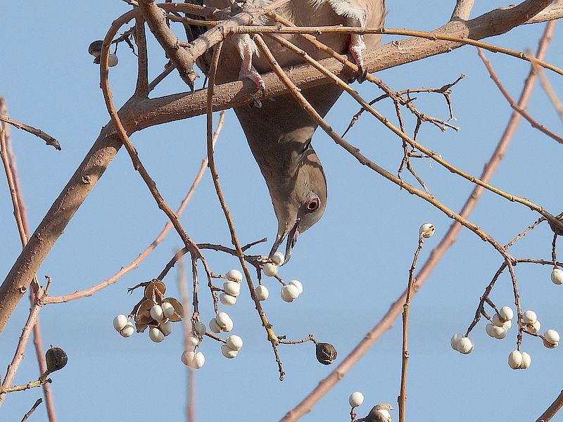 キジバトちゃん