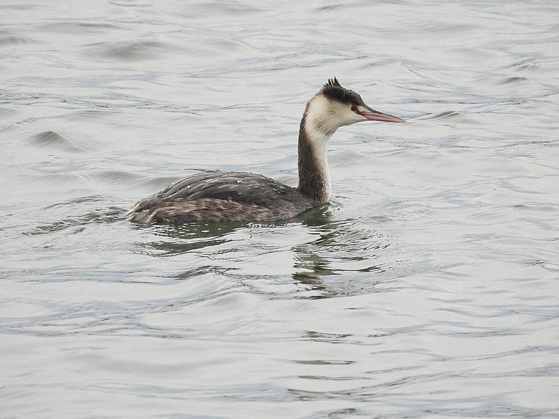 カンムリカイツブリちゃん