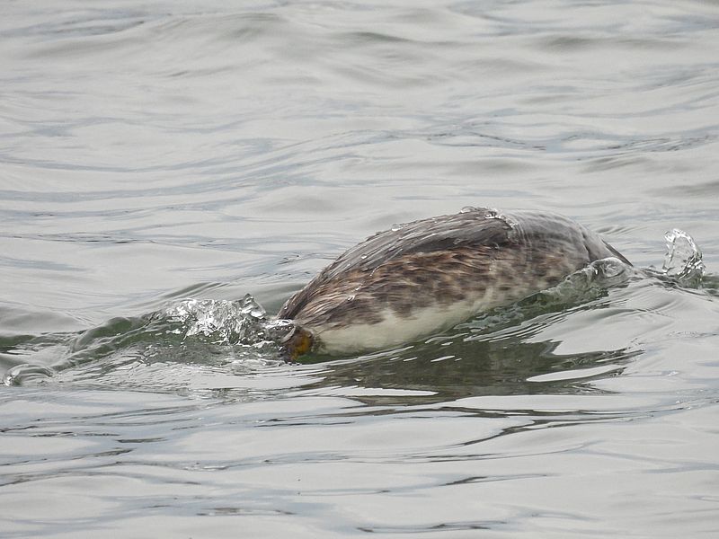 カンムリカイツブリちゃん