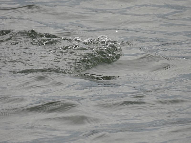 カンムリカイツブリちゃんの跡
