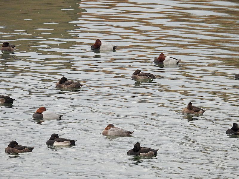 ホシハジロちゃん