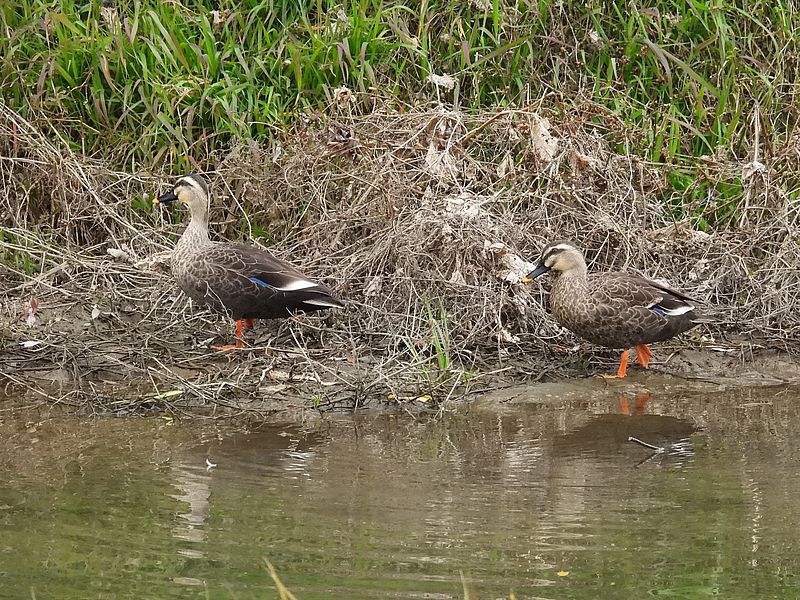 カルガモちゃん