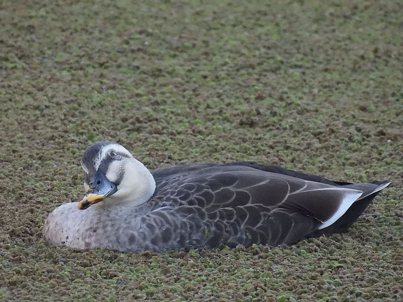 カルガモちゃん