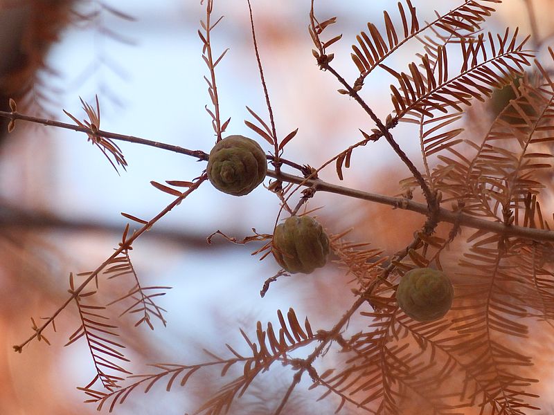 メタセコイアの実