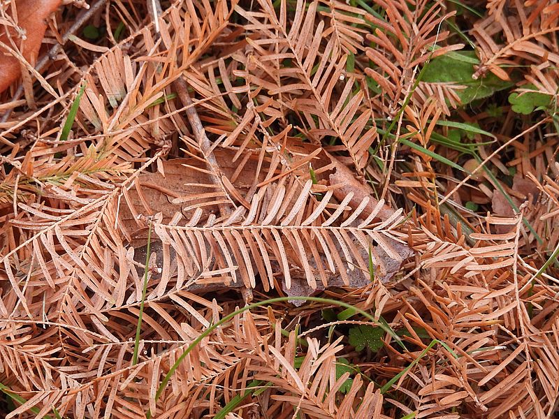 メタセコイアの葉