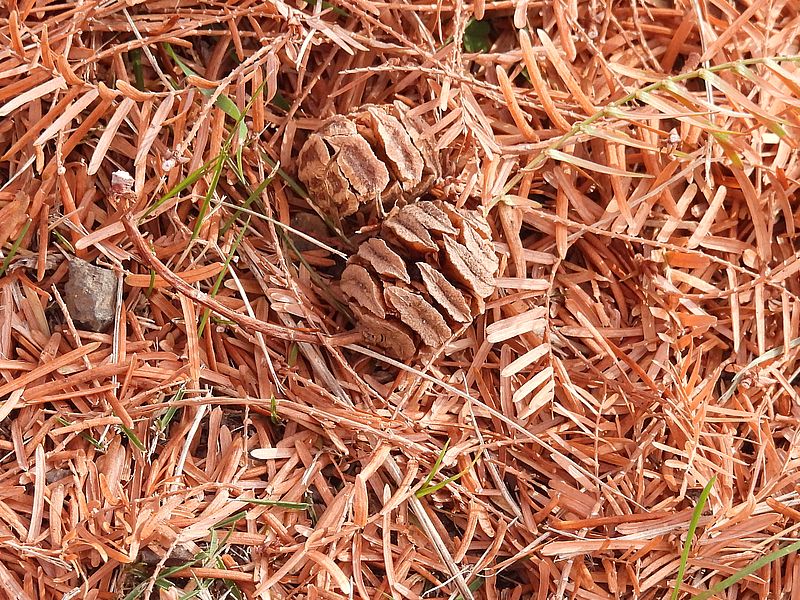 メタセコイアの実と葉