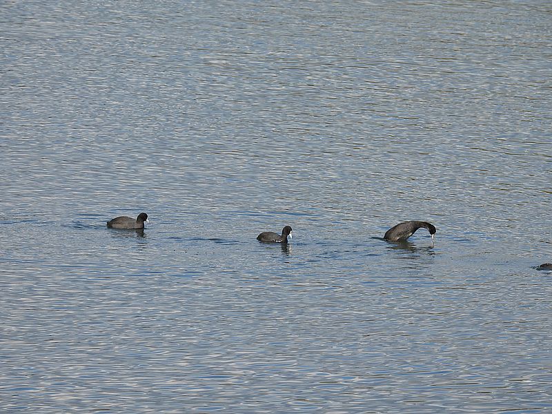 オオバンちゃん