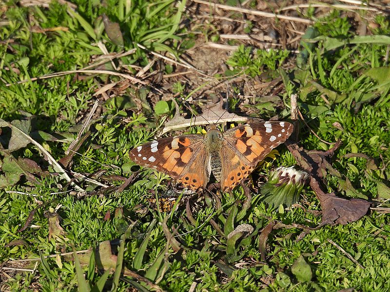 ヒメアカタテハちゃん